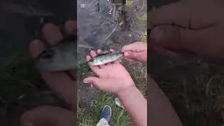 Okoń! pauze zrub :3