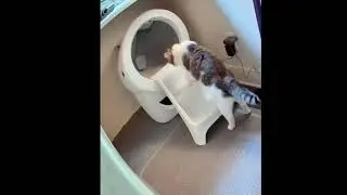 Pixel perplexed over his new steps into the new Litter Robot 4 ... but it's Its a two story house 🤣
