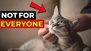 If Your Cat Allows THIS&hellip; It means a Deep Bond!