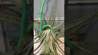 Air plant : how to find pups on air plant