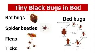 Tiny black bugs in bed that look like bed bugs