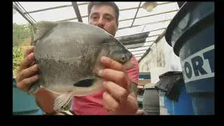 COMO CRIAR TAMBATINGA DESPESCA COM 6 MESES DE CRIA&Ccedil;&Atilde;O