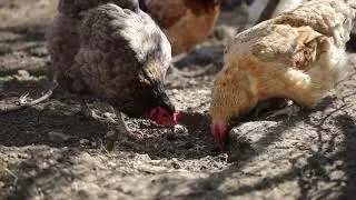 How we get the Broiler Chicken ???