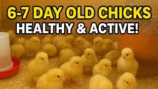 Day 6-7 Brooding Chicks | One Week Old Layer Chicks Growing Fast!