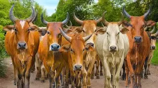 Herding Thousands of Cute, Tame Cows Roaming the Road - Cow Sounds. Cute Cows. Cows Dancing. 2
