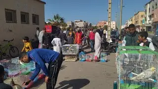 جولة في سوق الطيور 🦜 🦜 في مدينة الداخلة 🇲🇦 يوم 18/2/2024 الهاتف : 0632048712