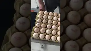 Egg printer, egg lable from poultry farm equipment supplier--Demeter Machinery
