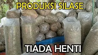 Produksi Pakan Silase Tiada Henti
