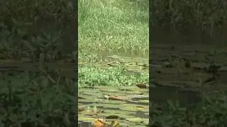 Epic Topwater Frog Fishing Blowup! Subscribe for more topwater blowups