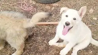 Training under (mom) ,Prarie is Amazing , what a Great Moma Dog