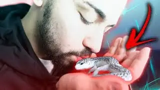 O MEU NOVO ANIMAL DE ESTIMAÇÃO ! (GECKO)