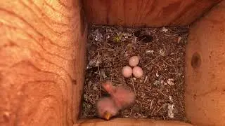 Pale-headed Rosellas - 17 Aug 2021