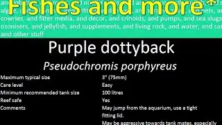 Purple dottyback (Pseudochromis porphyreus)