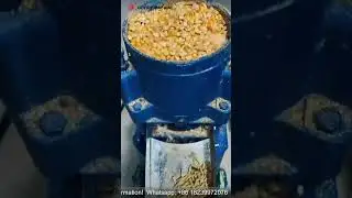 Grain corn animal feed pellet machine working site #feedpelletmachine #animalfeeds #pelletmachine