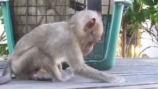 Pitiful Lori Baby Monkey Hungry and Legs Pain Can't Walk-Does Amari Monkey Blind?|Baby MonkeysPost