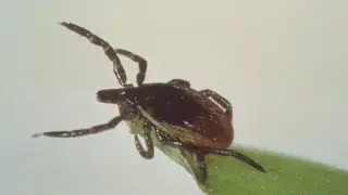 Why lyme disease cases have increased and how to protect yourself | FOX 7 Austin