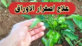 طريقة عبقرية لو فعلتها لن ترى اصفرار الأوراق بعد اليومTreating yellowing of plant leaves
