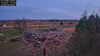 ⏳ Dzień w gnieździe bocianim w Trzcińcu - 10.12.2025