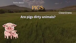 Pig Fact 29 - Are pigs dirty animals?