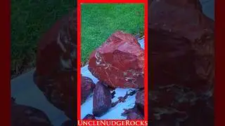 Rock Saw Cutting Red Jasper w/Spider!!! #195 Shorts #rockhounding #lapidarysaw #rockcutting #jasper