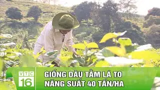 Giống dâu tằm lá to năng suất 40 tấn/ha | VTC16