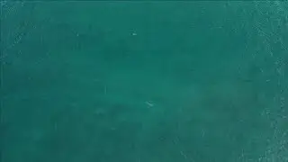 Sharks Spotted at Fort Pierce Inlet! | Jetty Park Drone Footage (Ft. Pierce, FL)