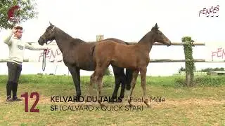 12 KELVARO DU TALUS - Vente Elite Foals 2020