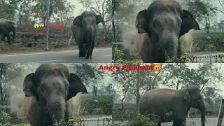 Danger on the Road! Angry Elephant Spotted 😱Angry Elephant Blocks Hgw 😡🐘 Shocking Wildlife Encounter