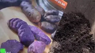 ⟹ ADIRONDACK BLUE POTATO | Solanum tuberosum | Another great buy from WALMART!