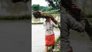 Farm women carrying Jute bundles to retting tanks #shorts #short #shortvideo