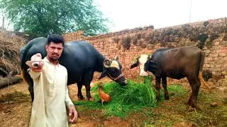 Free fodder was given to the buffalo | Adil charwaha