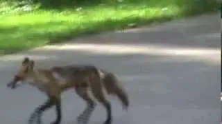 Sunshine the Cat Fights a Fox