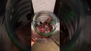 JUNE bUG INVASION or Chicken Breakfast 😈