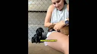 Parece que se lleva a los dos cachorros a casa🐶❤️#pets #dog #love #cute #shorts