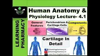 CH-4.1# Cartilage Definition, Features Component, Perichondrium & Cells | Human Anatomy & Physiology
