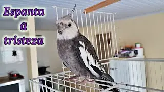 Calopsita macho cantando