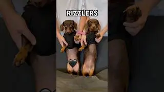 Dancing DACHSHUNDS have RIZZ! #minidachshund #dance #trend #shorts #dachshund #cute #funny #dog #fyp