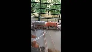 How to make macrame five petal flower/Daisy bracelet ✨🌸||CRAFTOPIA