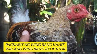 Pagkabit ng wing band Gamit lamang ang Flies