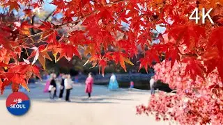 Walking in Seoul l Changgyeonggung Palace l Autumn leaves / 창경궁 단풍 걷기 l 2024.11.22
