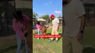 You heard that you need to lose weight 😂 | Umm Al Quwain Zoo, UAE