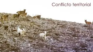 Comunicaci&oacute;n canina en un conflicto territorial entre lobos y perros. - Parte 1 - Etolog&iacute;a canina