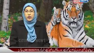 Tiger Attacked on Cow in Kutha Godem Forest Again || CITINDIA NEWS ||