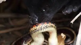 Black Mink Eating Valley Garter Snake