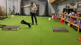 Finn's Retriever Training at 9 Weeks Old