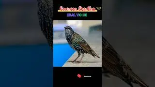 Common Starling Bird Call#birds #birdfacts #birdsounds #starlingbird