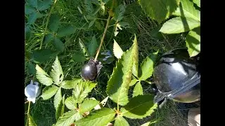 Reusable Plant Rooting Pod Air layering.