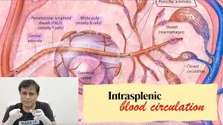 Intrasplenic blood circulation, Blood supply of spleen, Venous drainage of spleen, #spleenanatomy