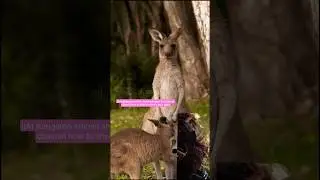 How to connect and the🤯animals🤠shorts||first Contact Daya rank||trailer 1#|watchCect#Viralfrst#RANkT