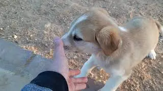 Close encounter with the alien dogs... 5 pala sila...